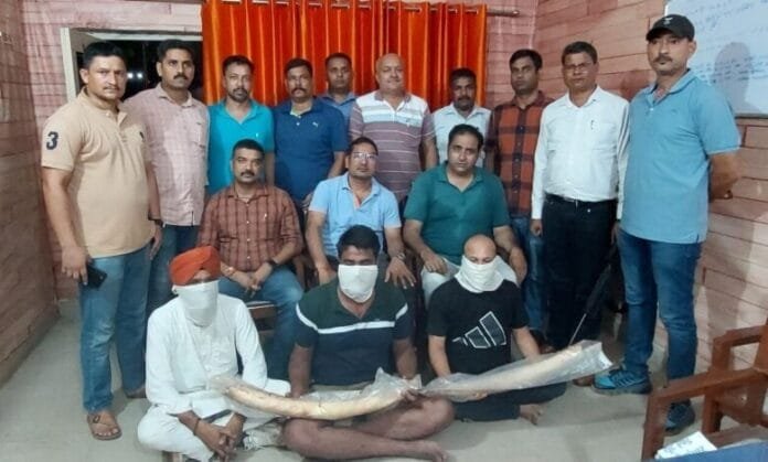 दो हाथी दांत के साथ तीन वन्यजीव तस्कर गिरफ्तार दो हाथी दांत के साथ तीन वन्यजीव तस्कर गिरफ्तार